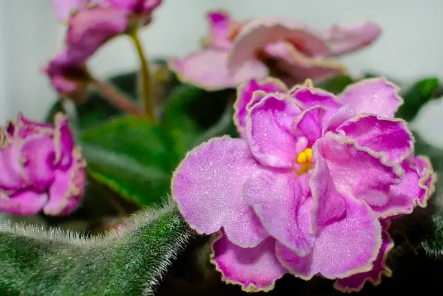 African violet close-up flowers