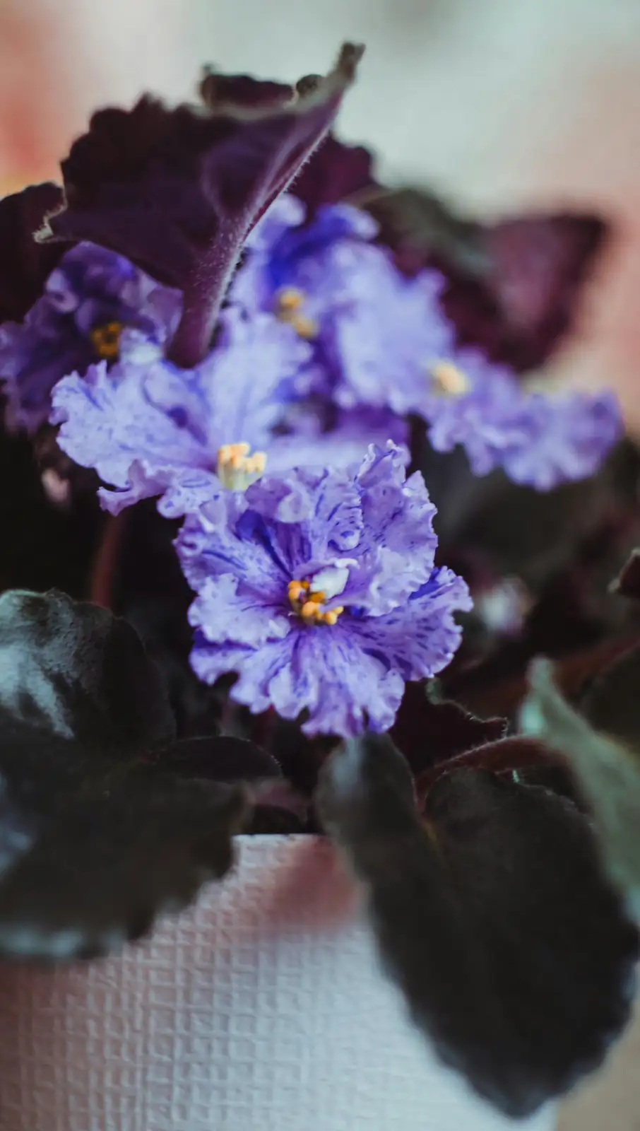 African violet new growth