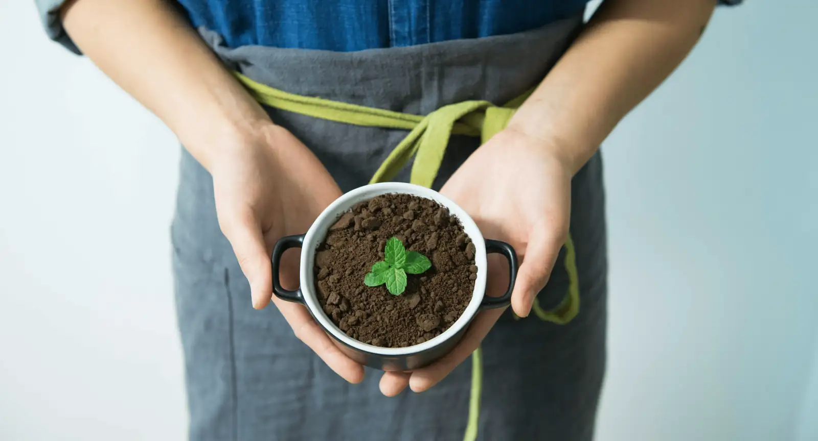 mint plant indoor pot