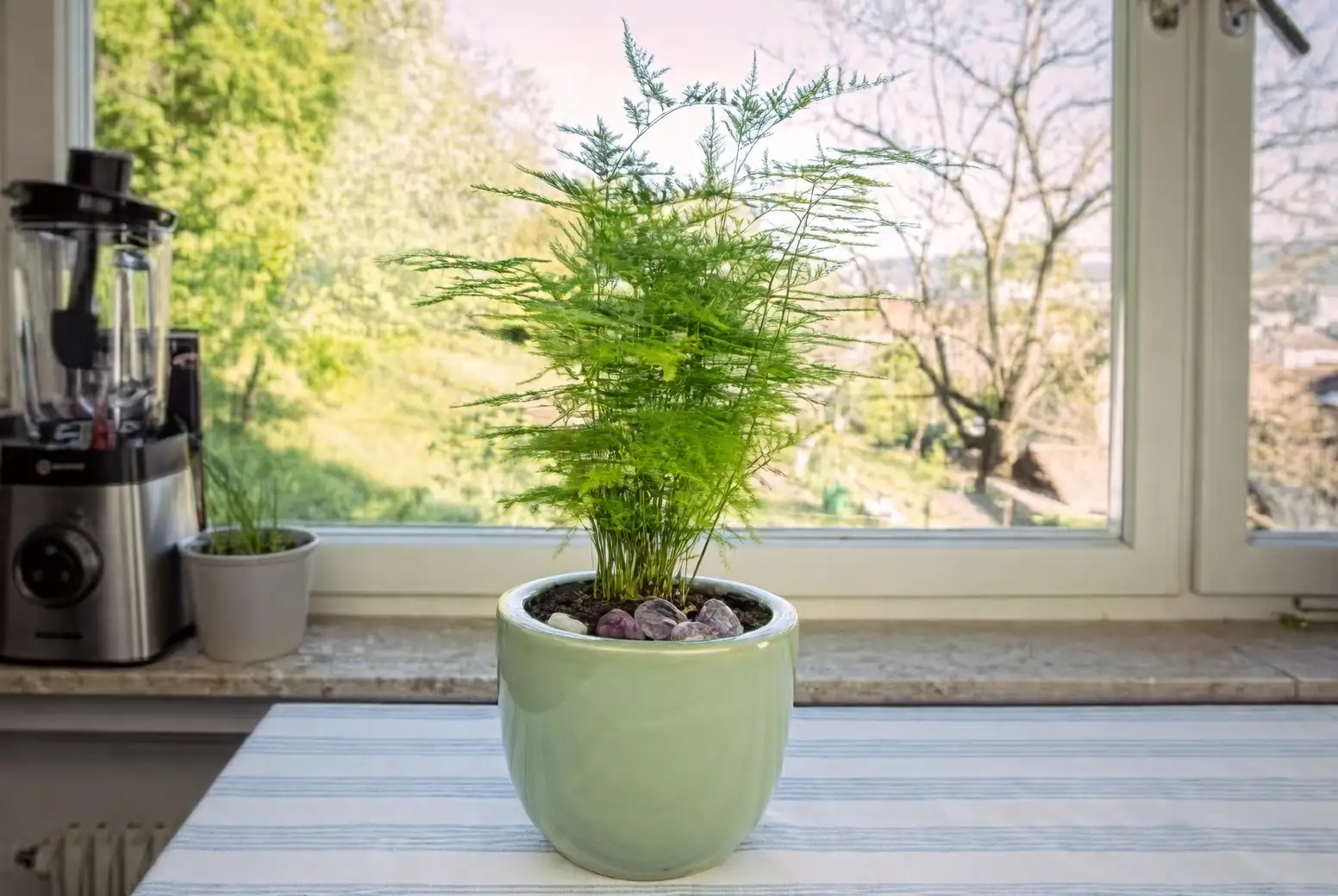 ferns indoor lush corner
