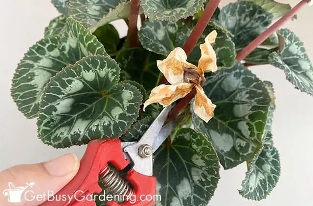 pruning cyclamen dead flowers