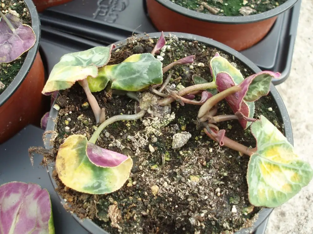 cyclamen soft rot symptoms