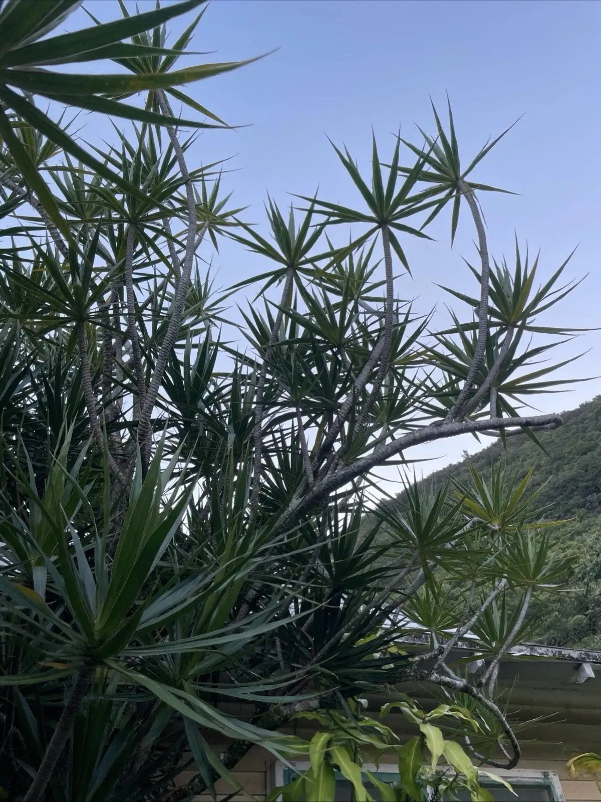 dragon tree cutting propagation