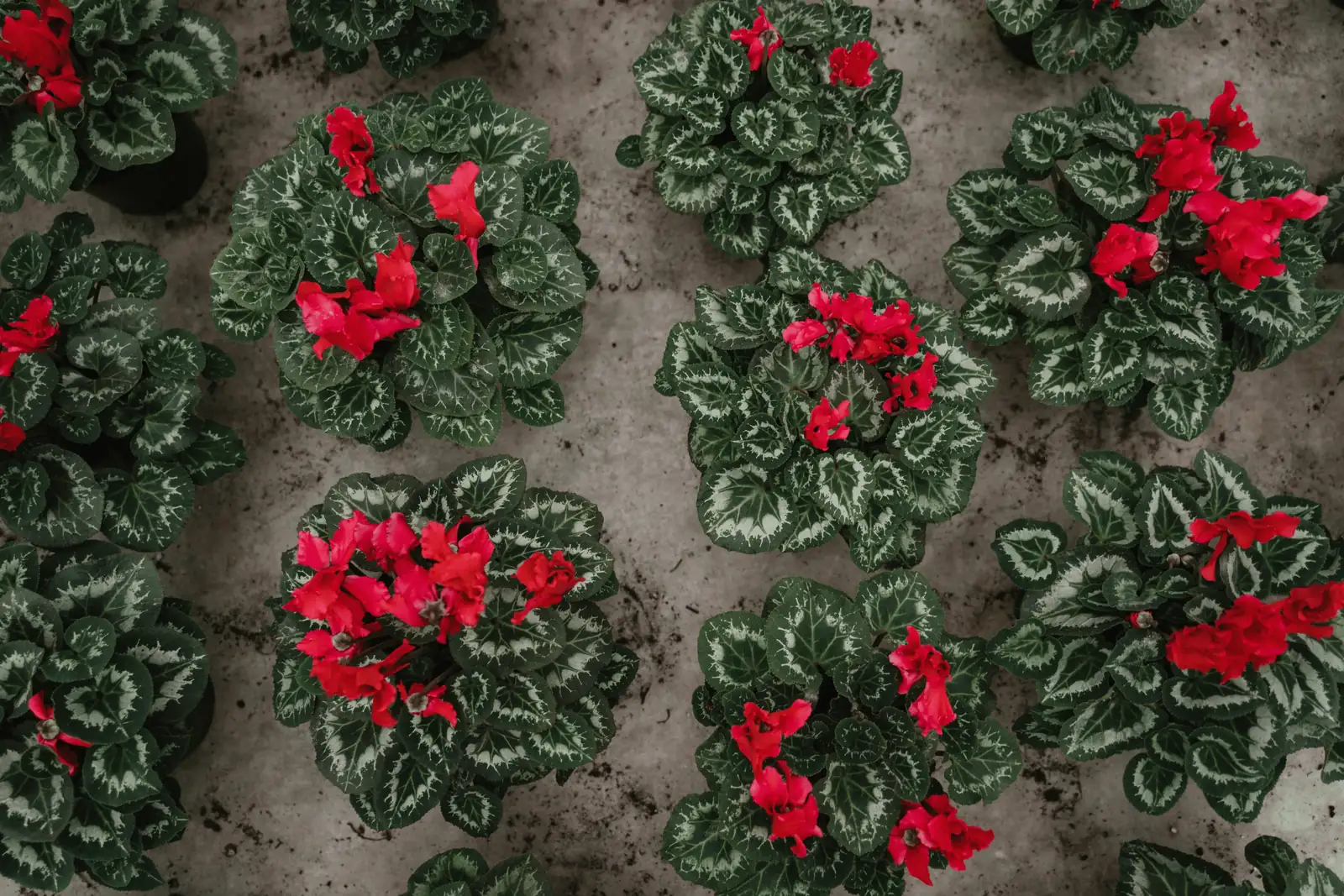 aphids on cyclamen leaves