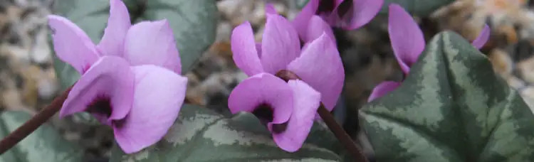 Cyclamen in European garden