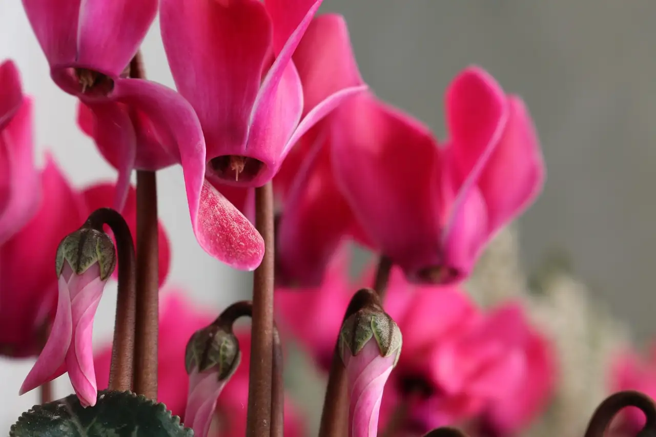 Cyclamen flowers close-up