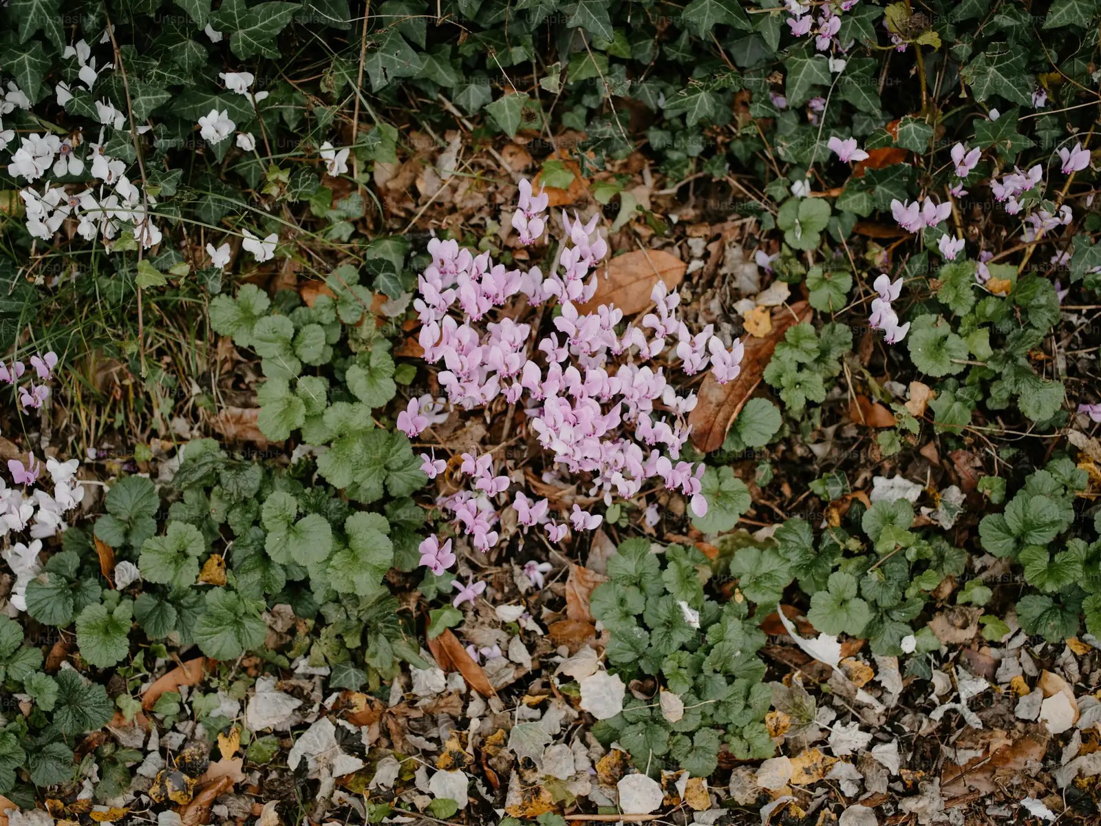 cyclamen plant longevity