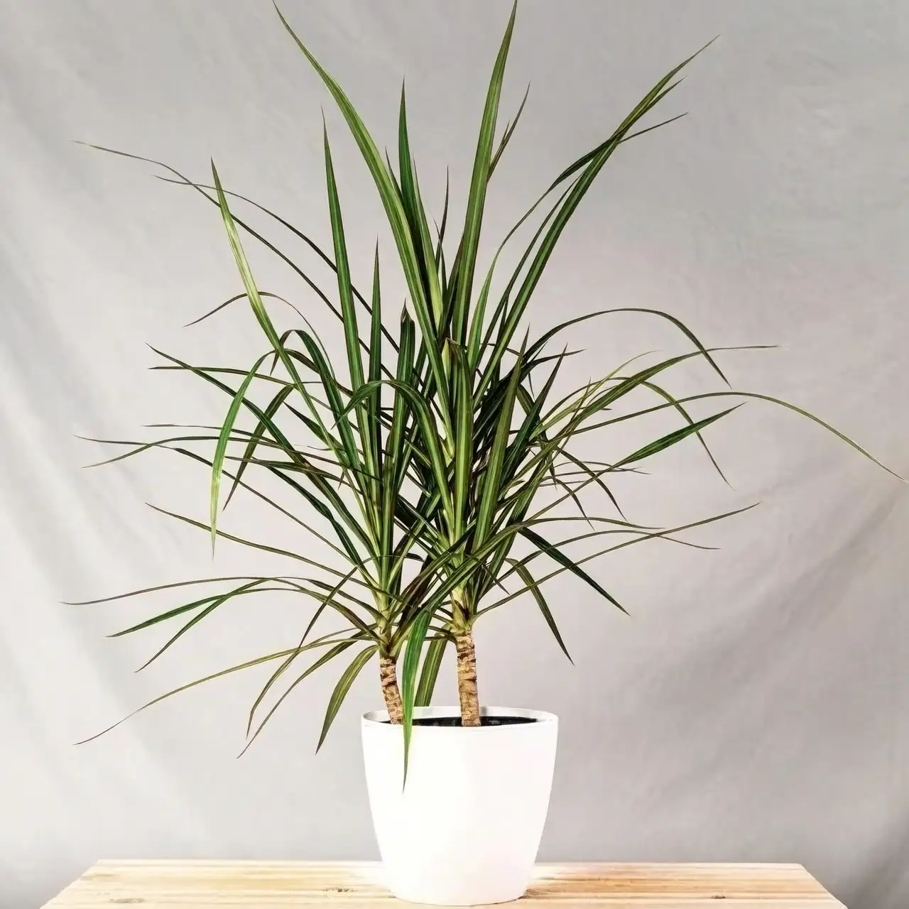 dragon tree seed germination