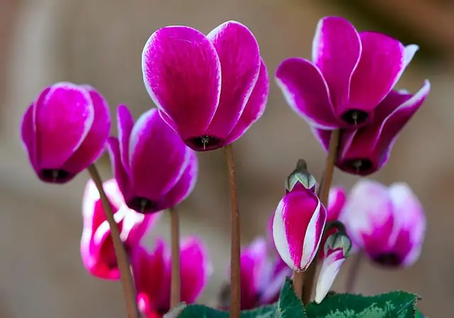 cyclamen on sunny windowsill