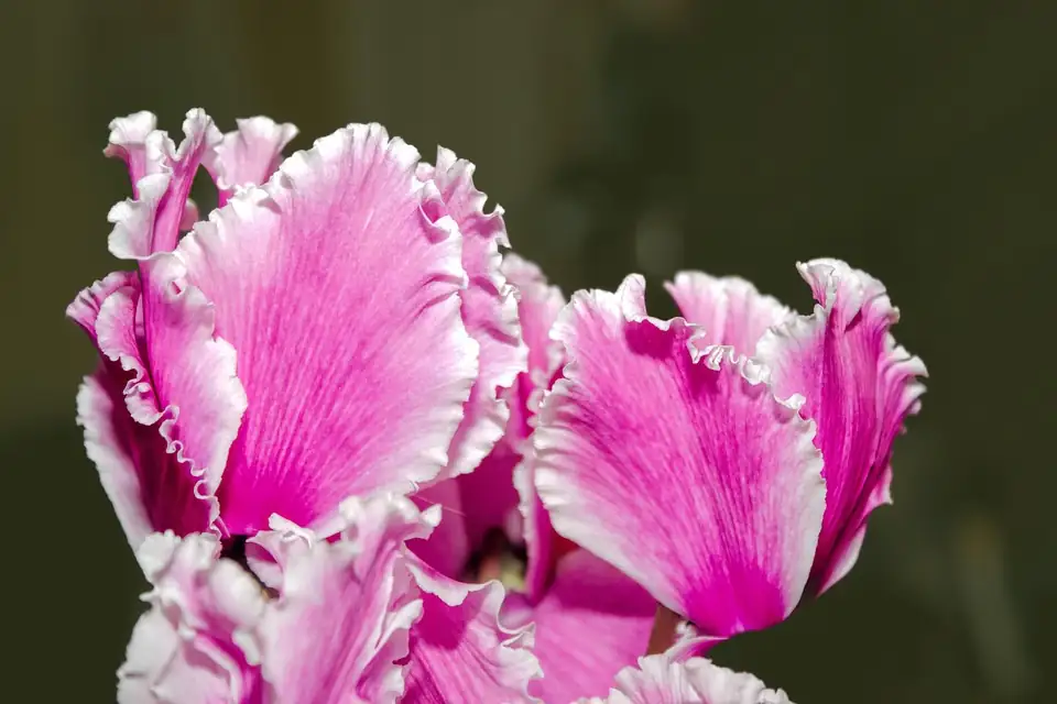 watering cyclamen plant