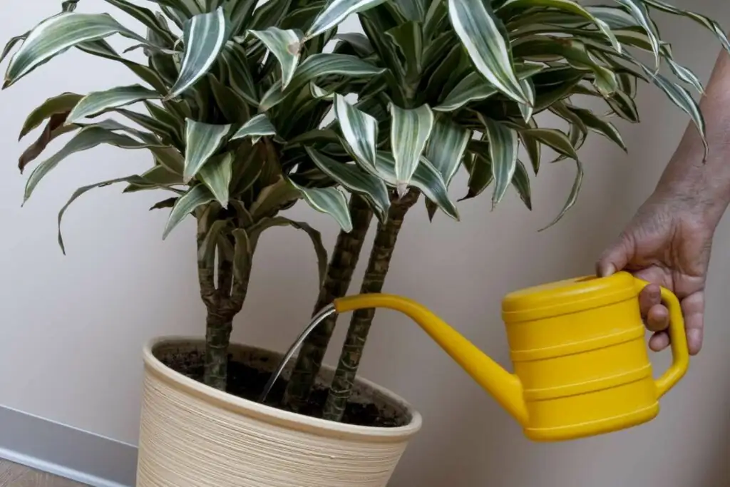dragon tree care watering