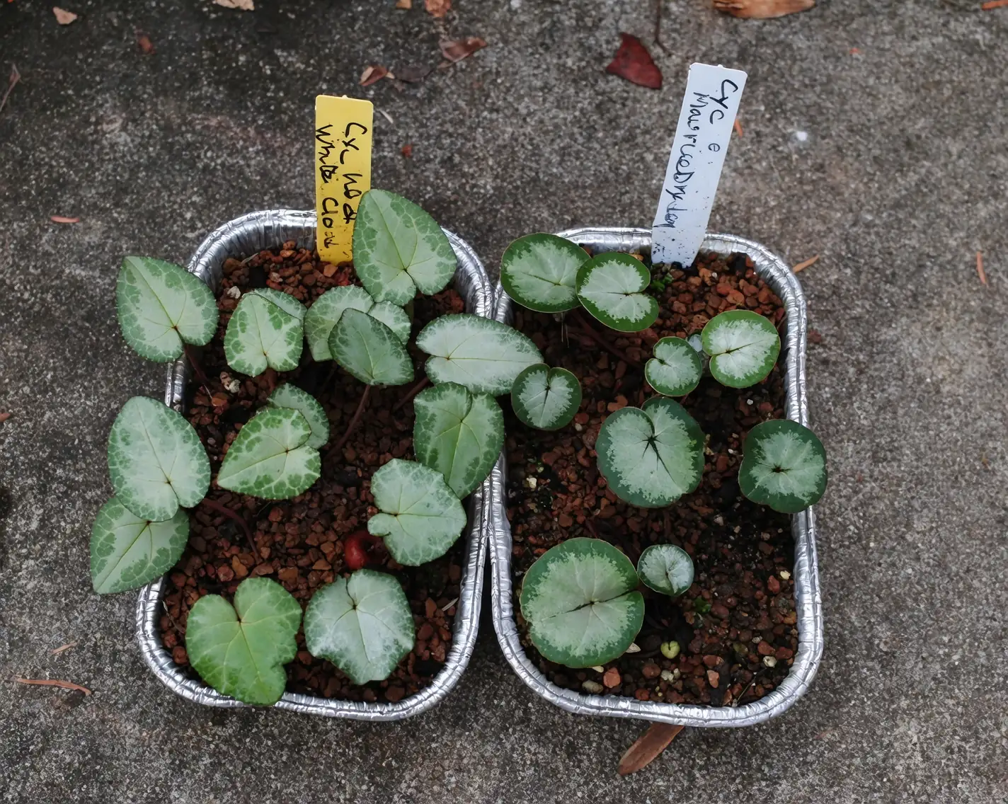 cyclamen seeds sprouting in soil