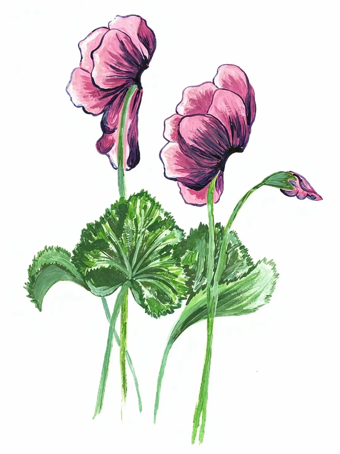 cyclamen tuber division