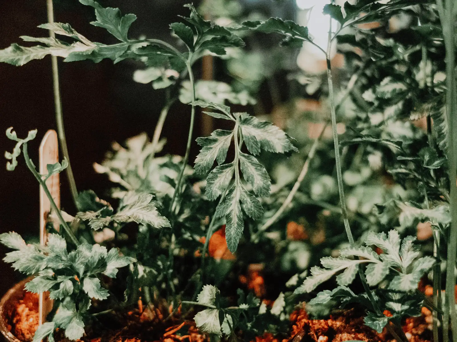 cyclamen ivy fern indoor