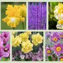 cyclamen daffodil spring theme