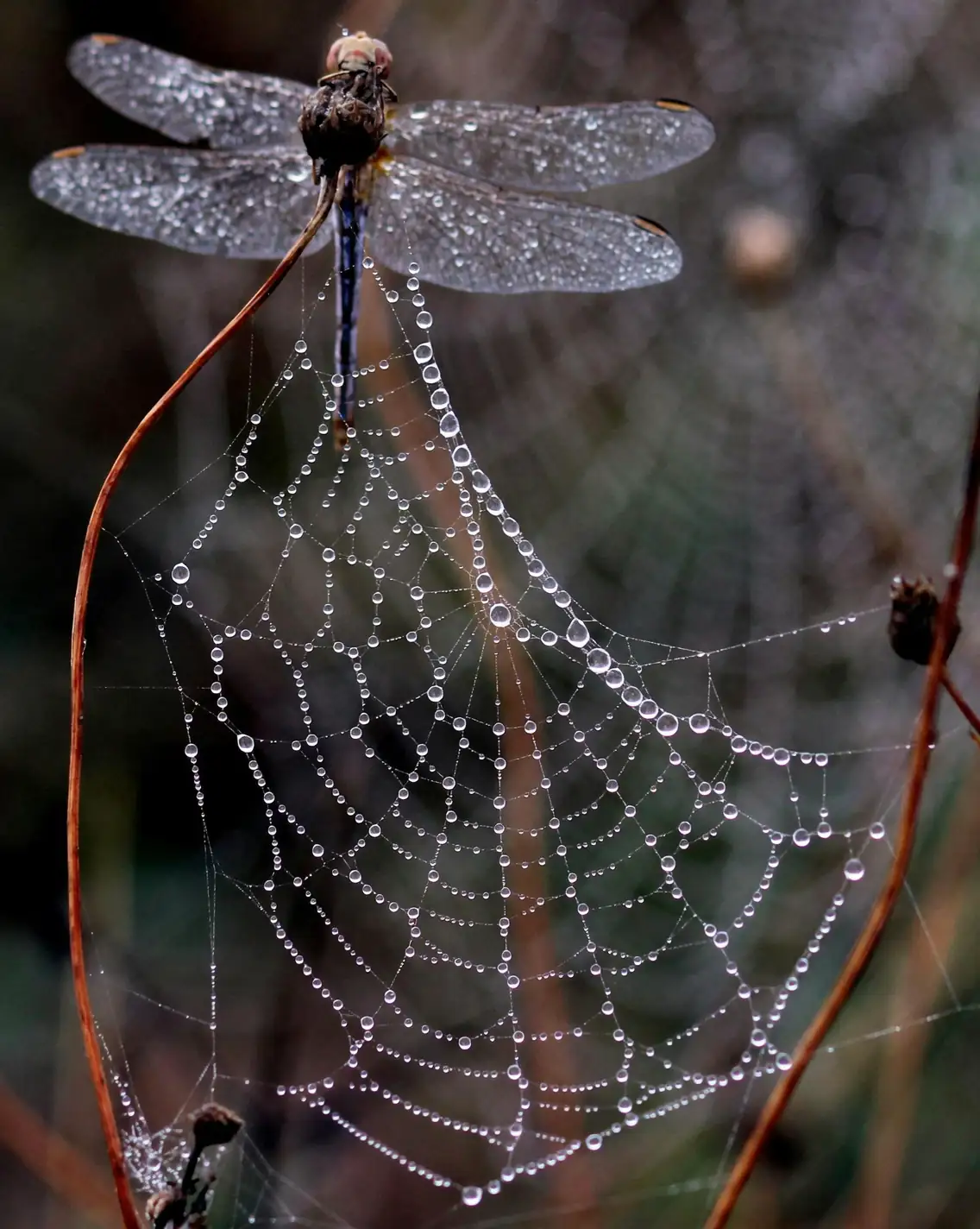 dragon tree morning dew