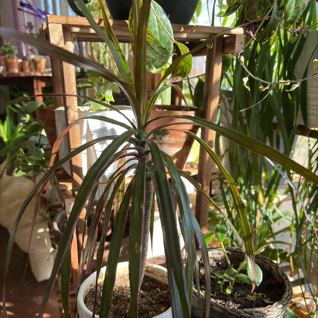 dragon tree garden care