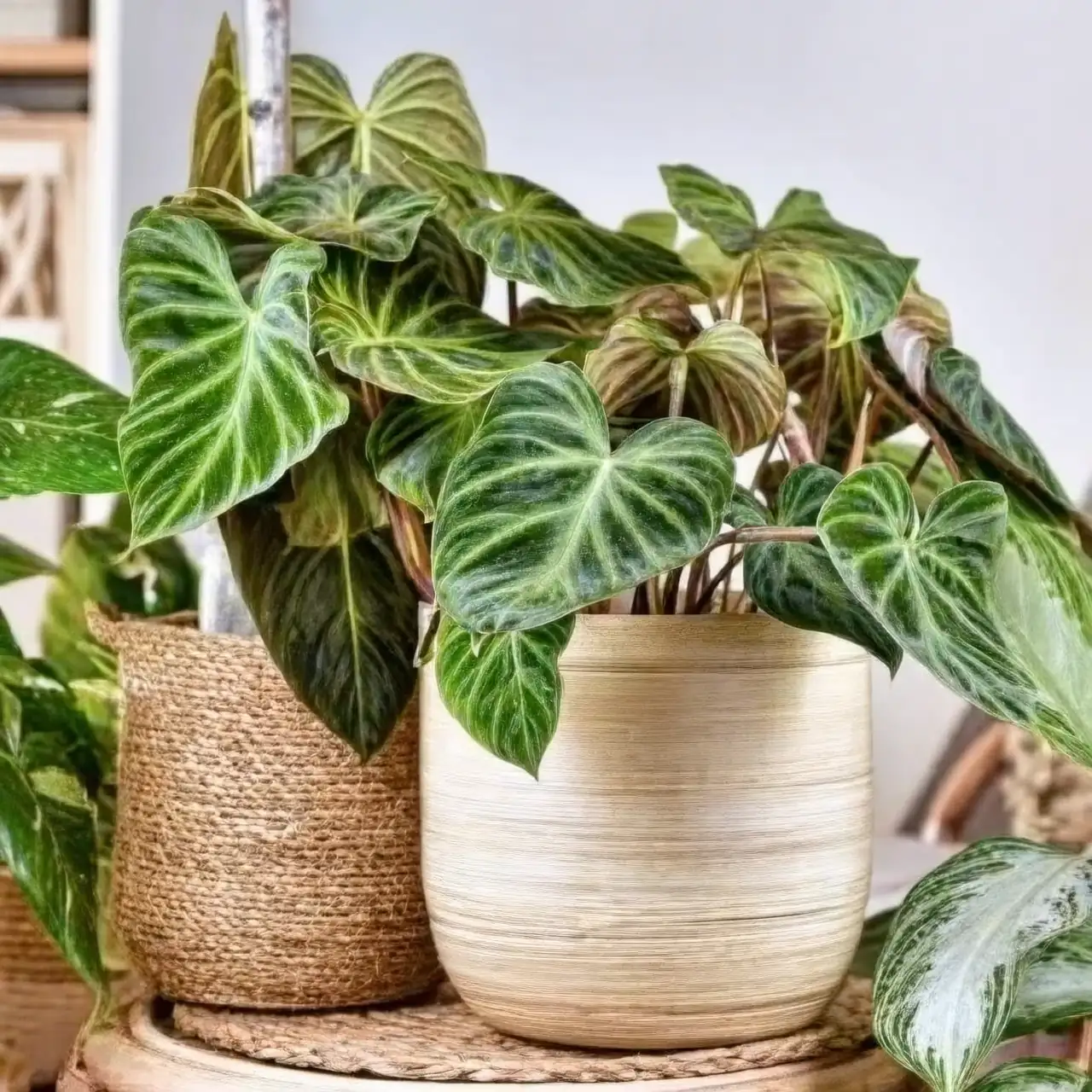 philodendron tropical environment