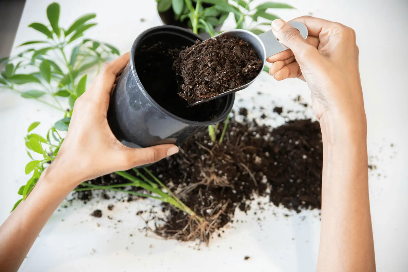 philodendron potting soil mix