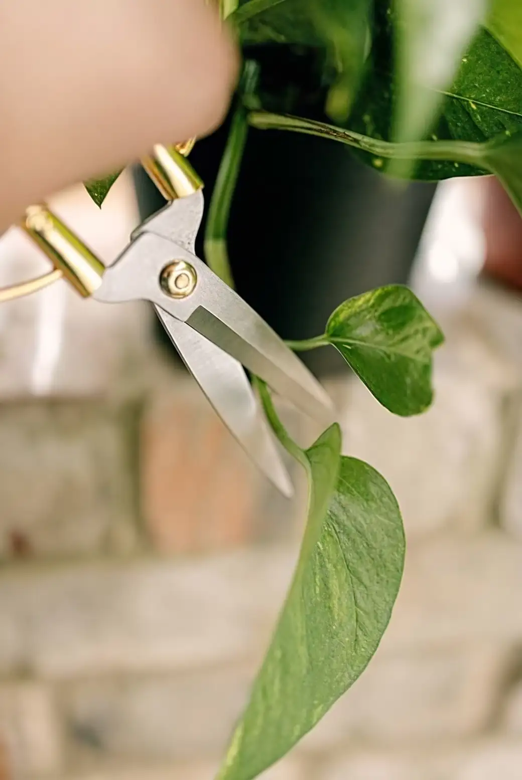 philodendron pruning care