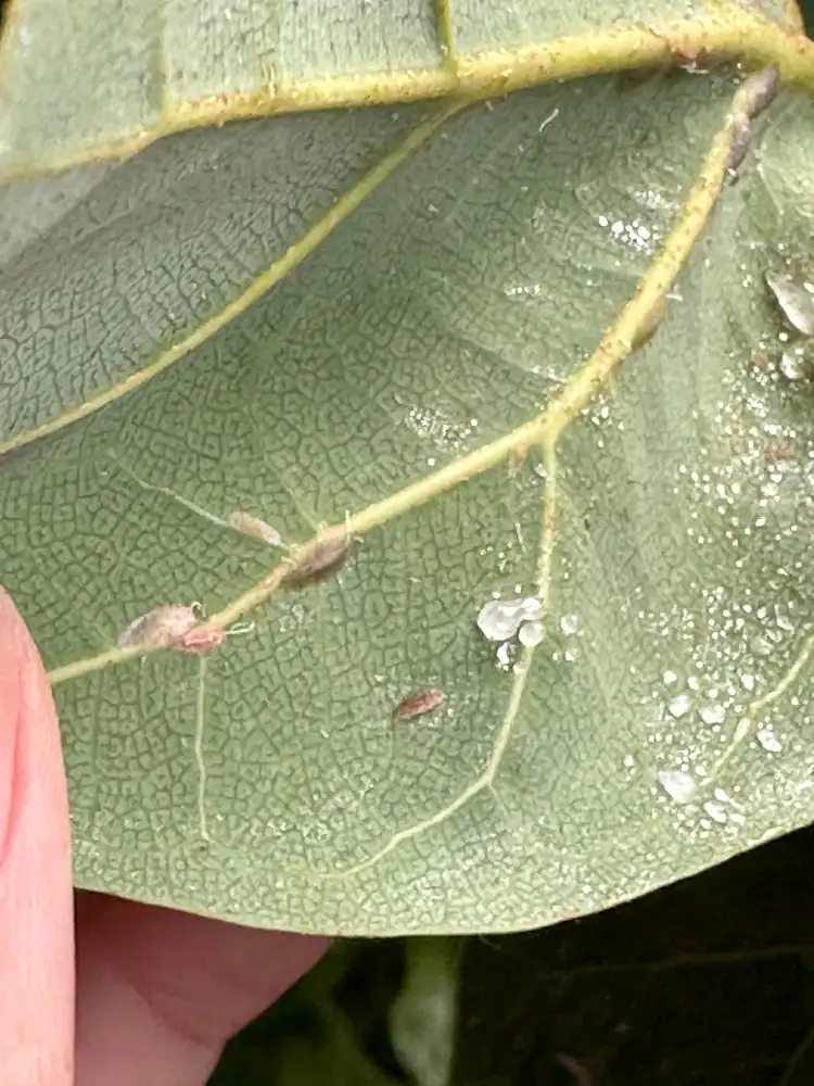 scale insects on philodendron