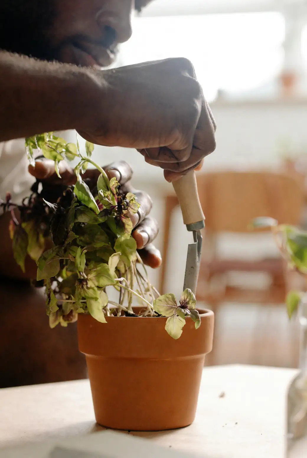 philodendron pruning process