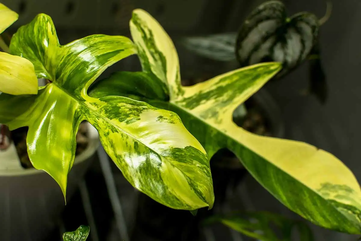 philodendron leaf shape variety