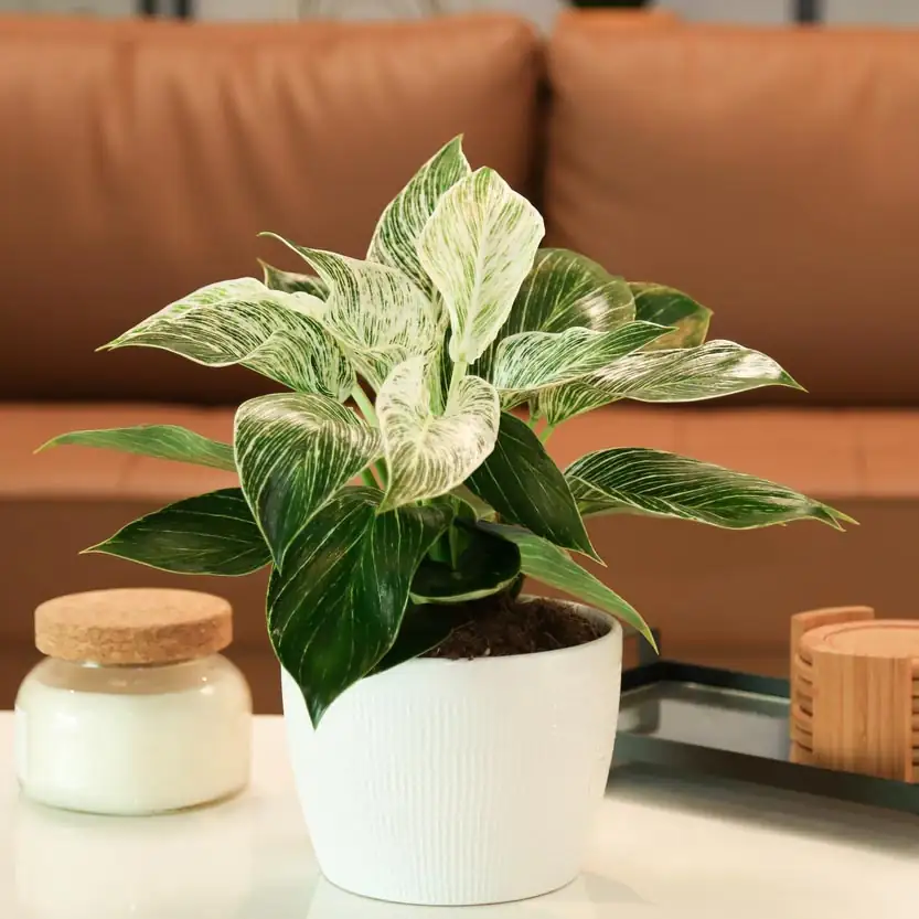 philodendron indoor living room