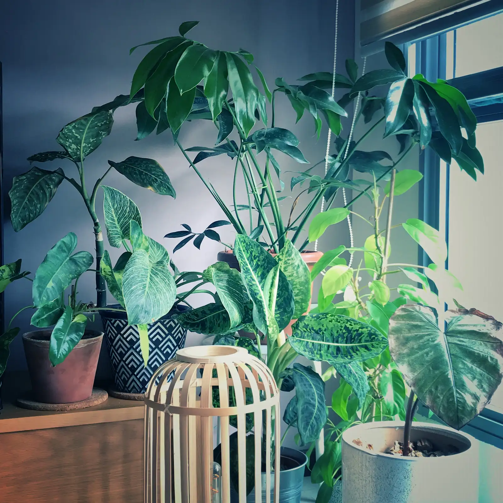 喜林芋的花语与文化寓意：探索绿色生命的吉祥符号