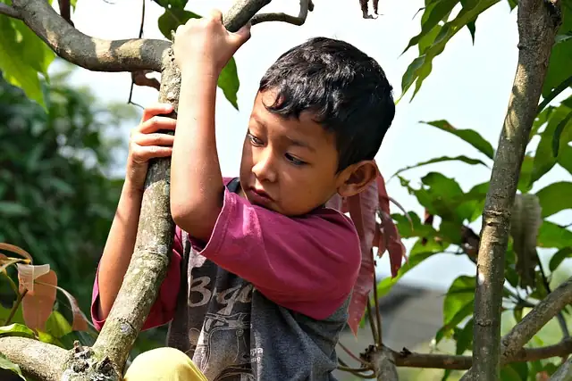 philodendron climbing tree