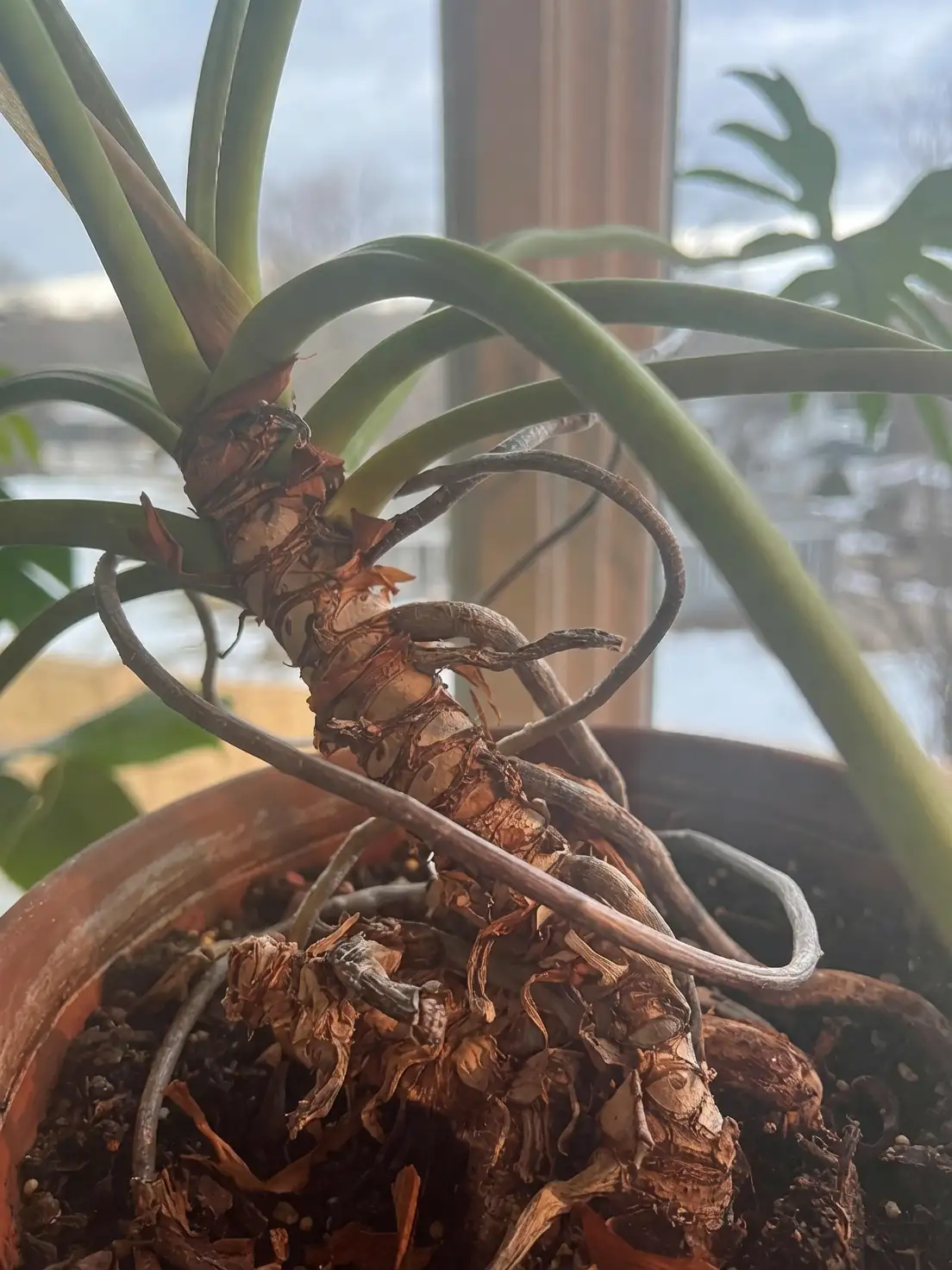 philodendron aerial roots