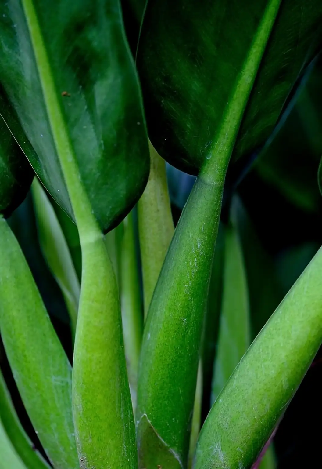philodendron in low light corner