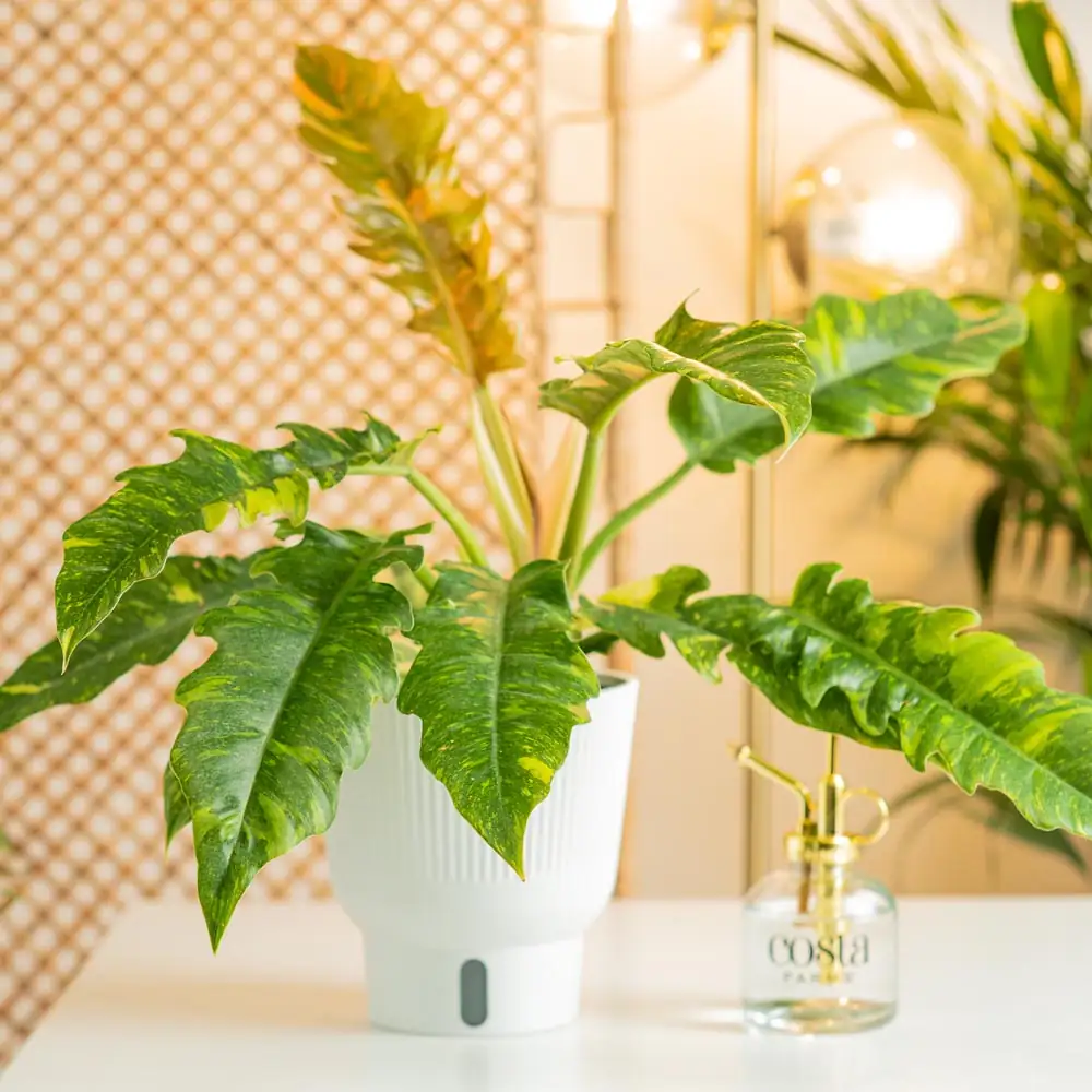 watering philodendron plant