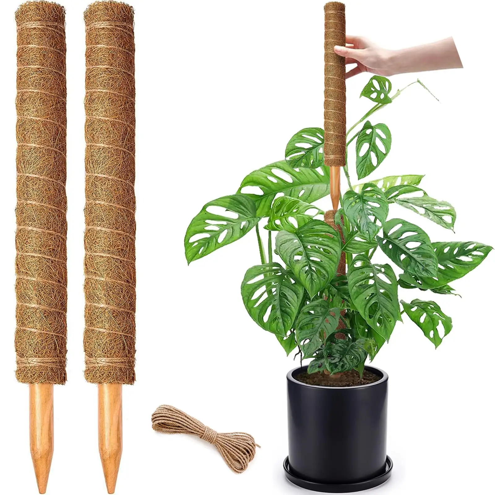 philodendron climbing moss pole