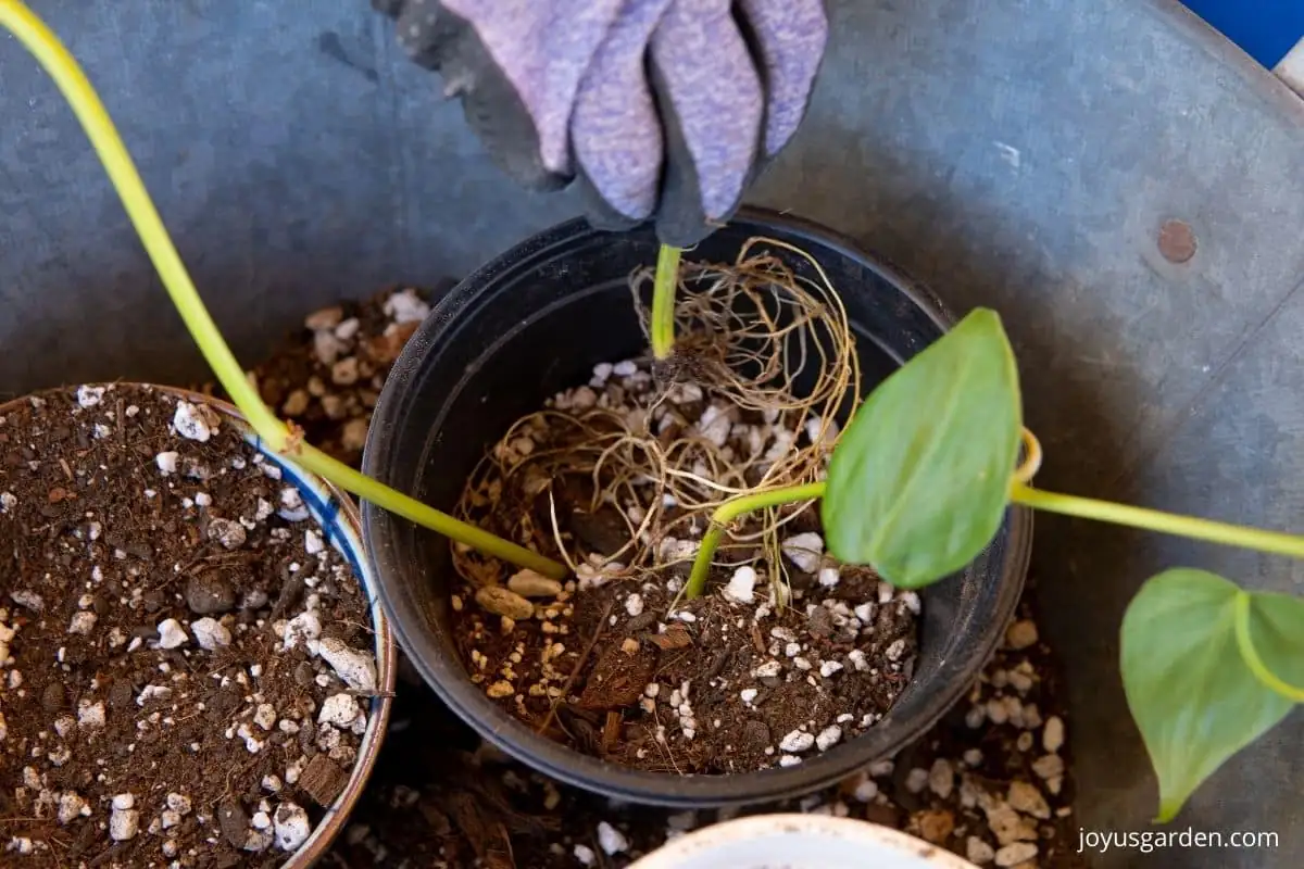Philodendron cutting propagation