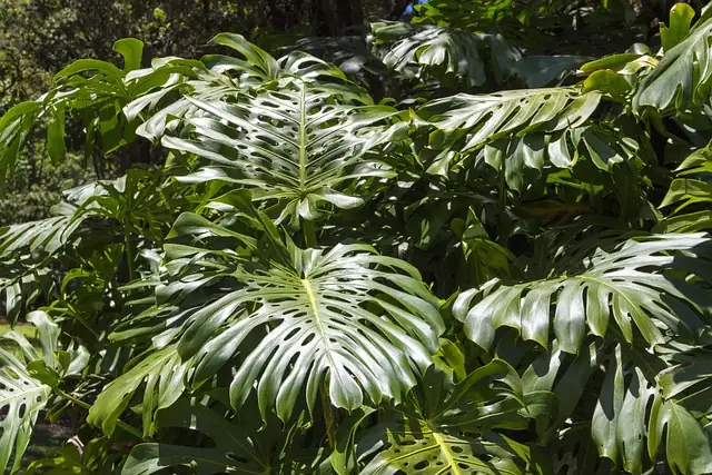 Philodendron division process