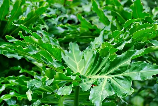 philodendron aerial roots close-up