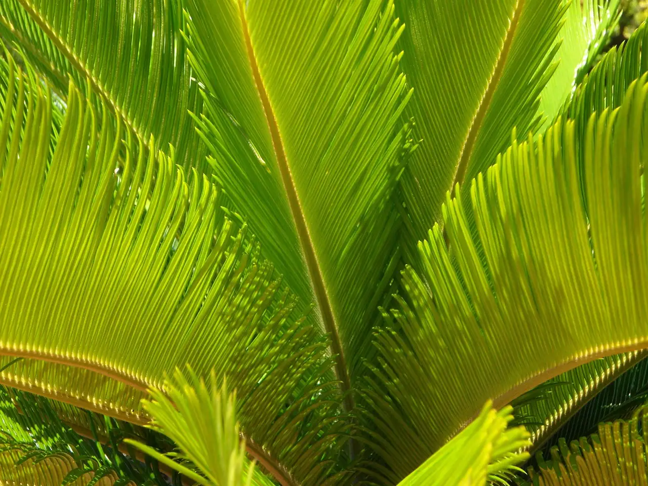 lady palm leaves close-up
