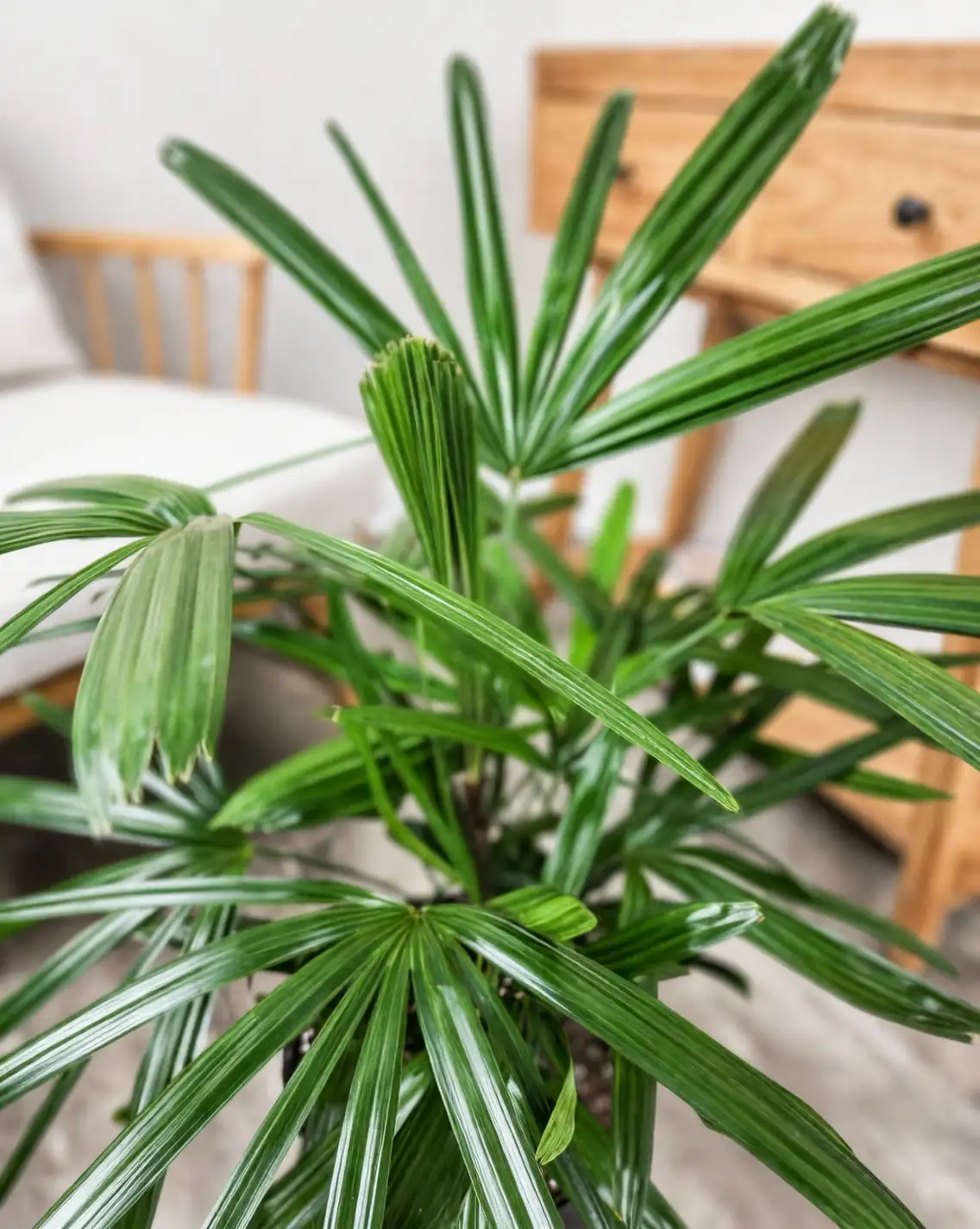 lady palm in historical setting