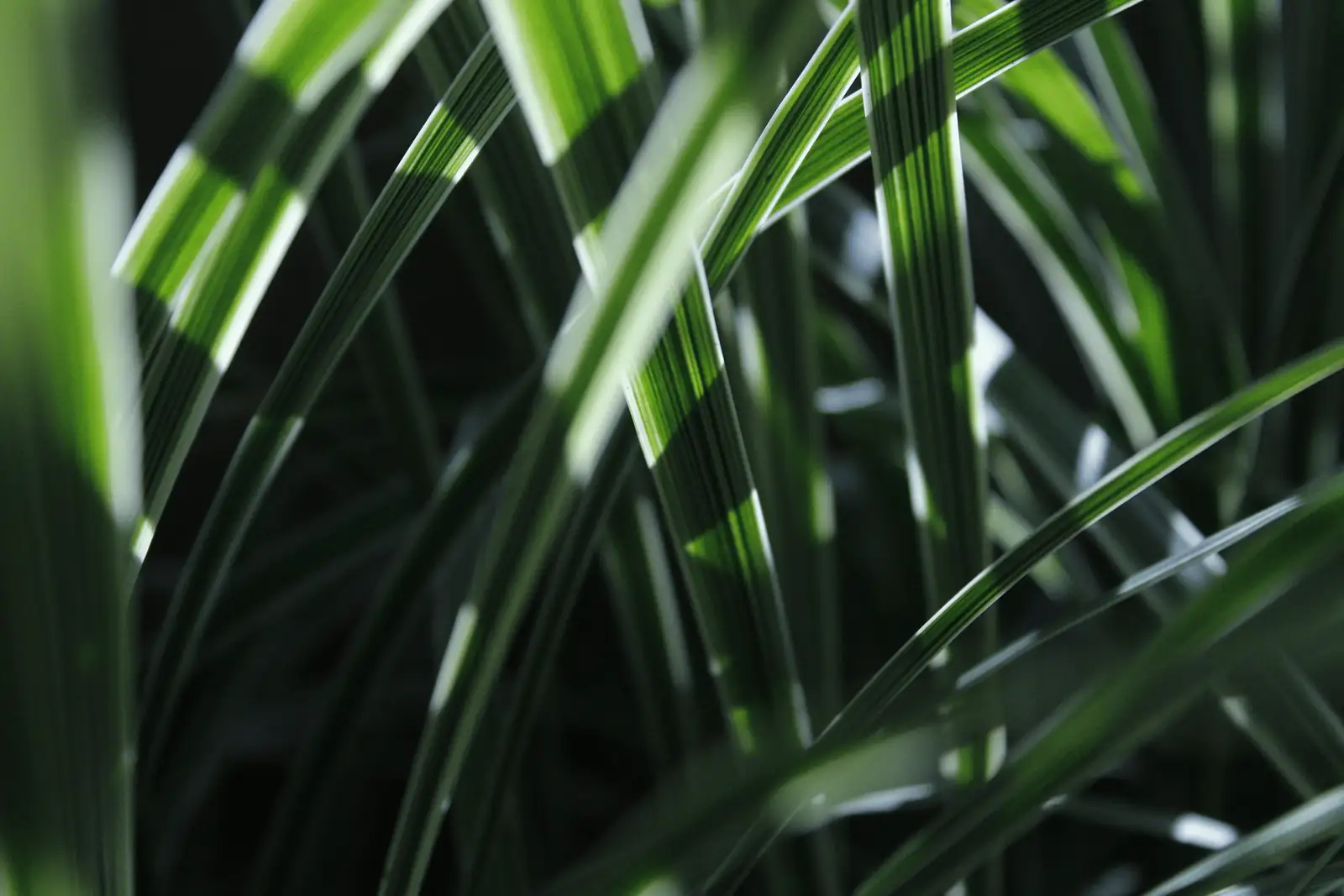bamboo palm indirect sunlight