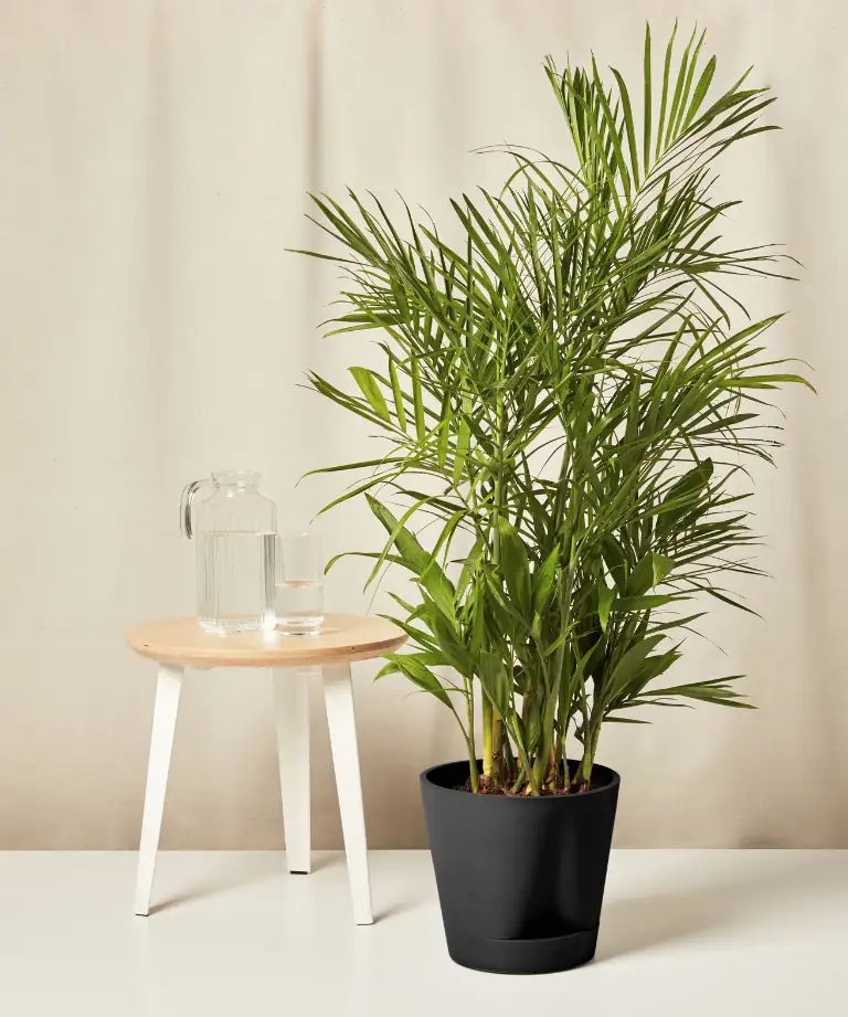 watering bamboo palm