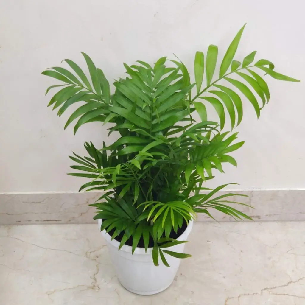 bamboo palm healthy growth