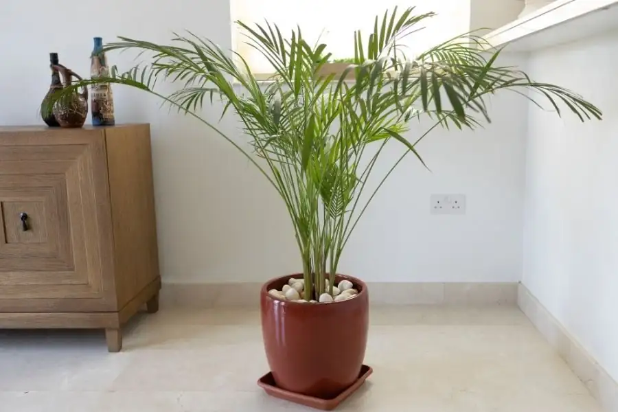 棕竹的虫害防治攻略：如何对抗常见害虫？