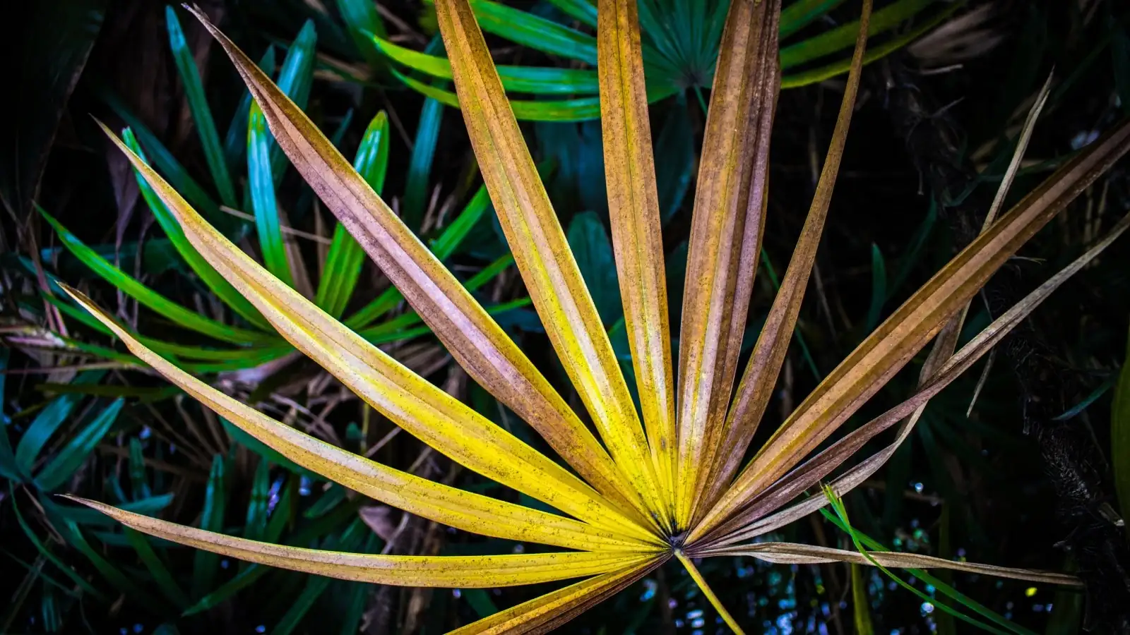 lady palm leaf spot close-up