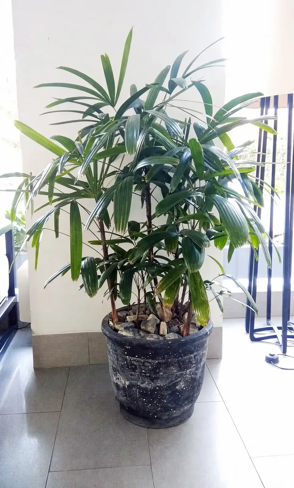 lady palm bright indirect light