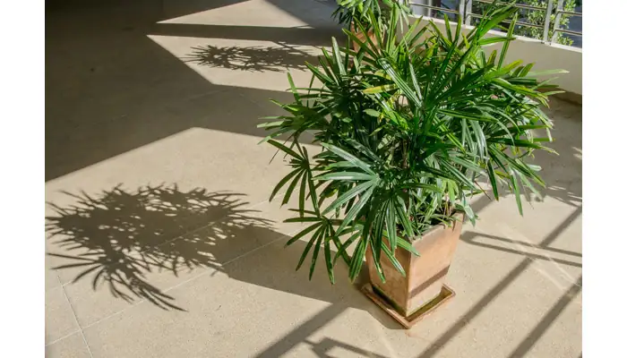 rhapis excelsa bonsai in garden