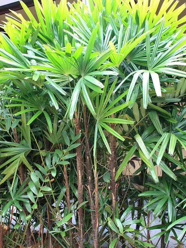 rhapis excelsa in entrance hall