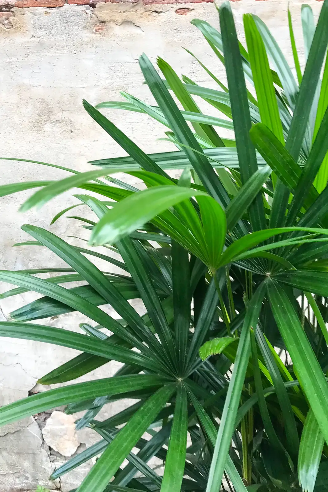 rhapis excelsa leaf close-up