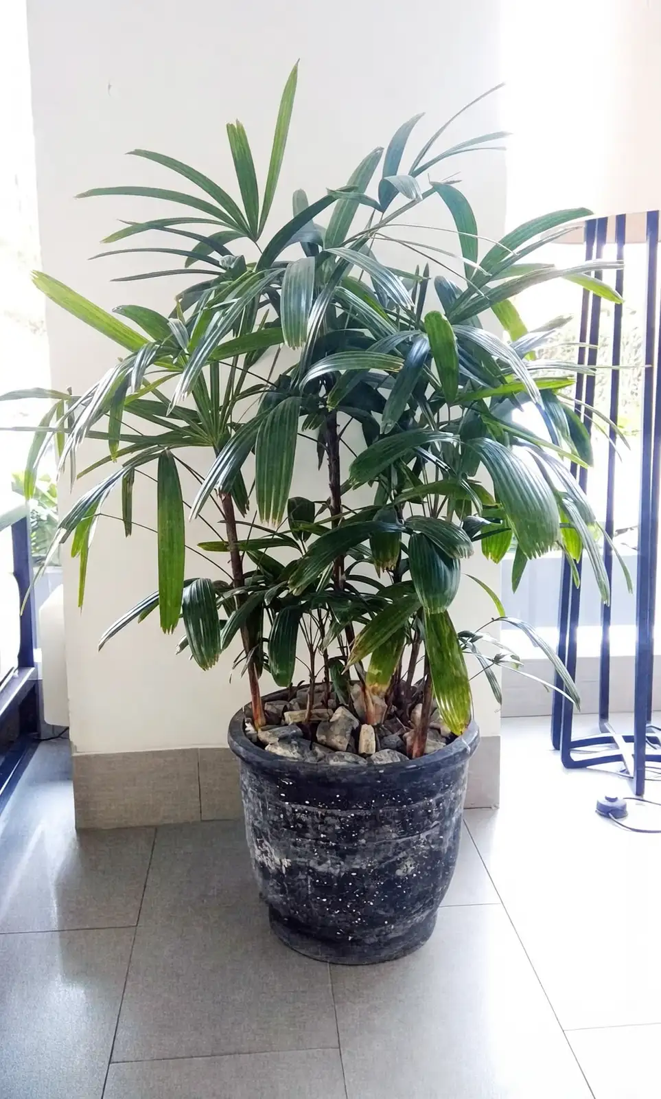 rhapis excelsa in low light