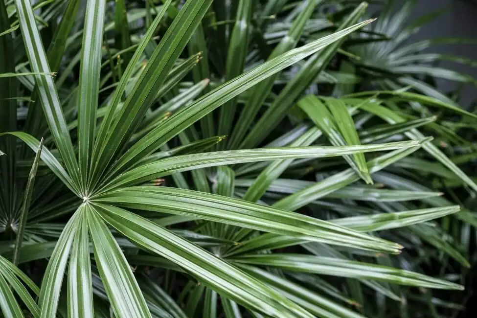 rhapis excelsa pruning care